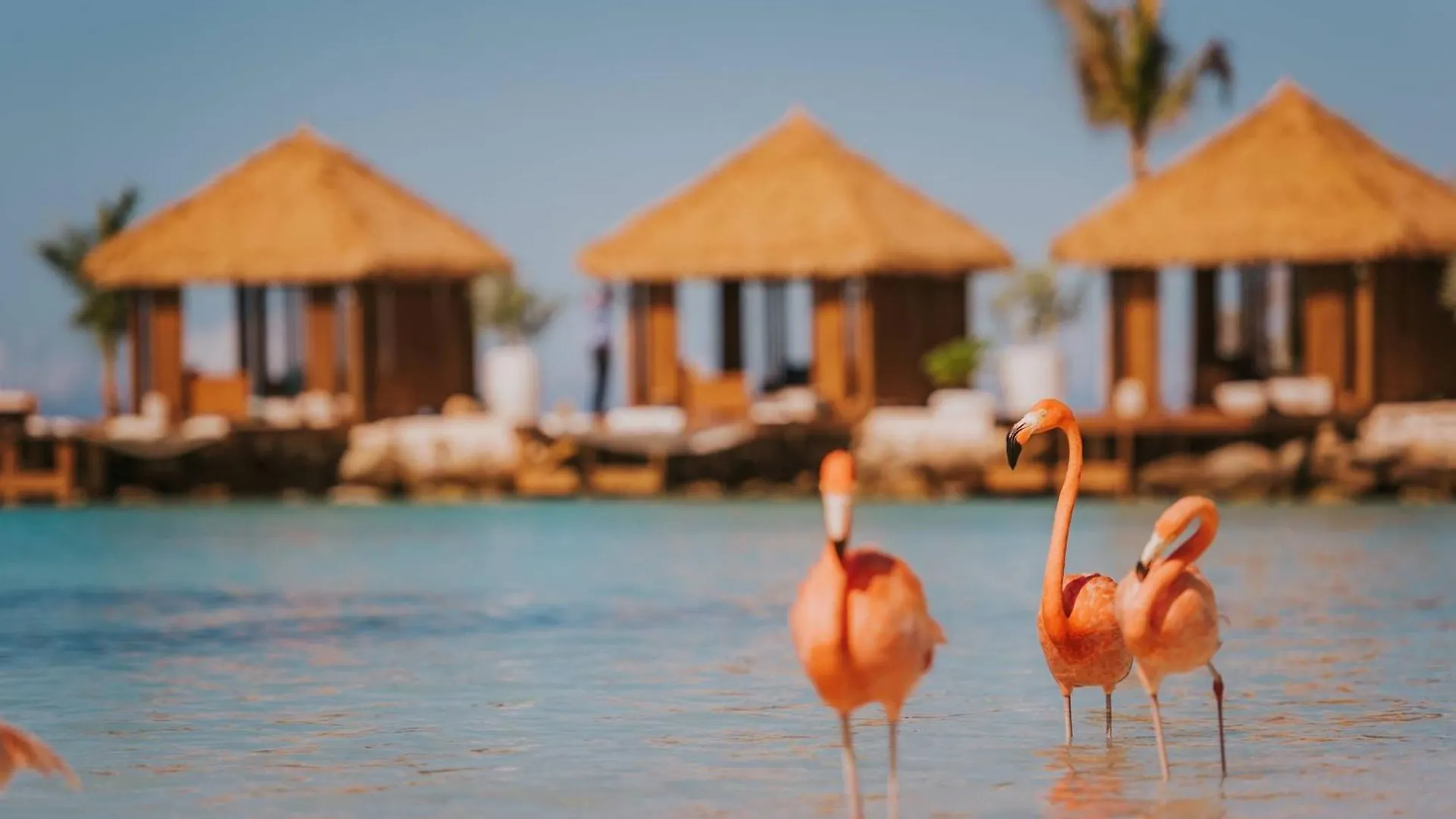 ****  Renaissance Wind Creek Aruba Resort Oranjestad Aruba