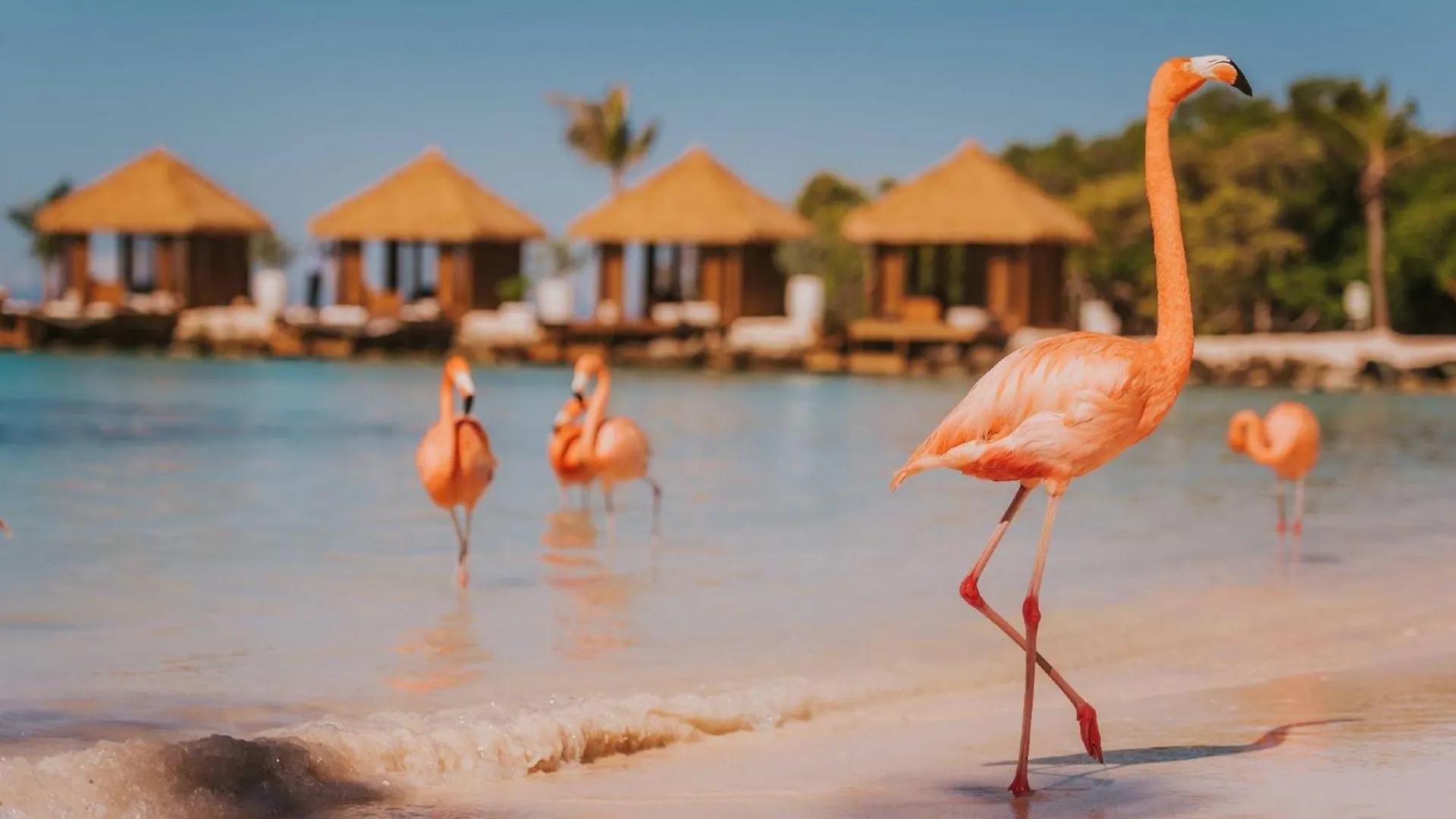 ****  Renaissance Wind Creek Aruba Resort Oranjestad Aruba